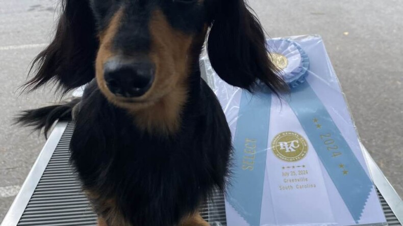 5-point GCH Major in Greenville, SC for Gussie!