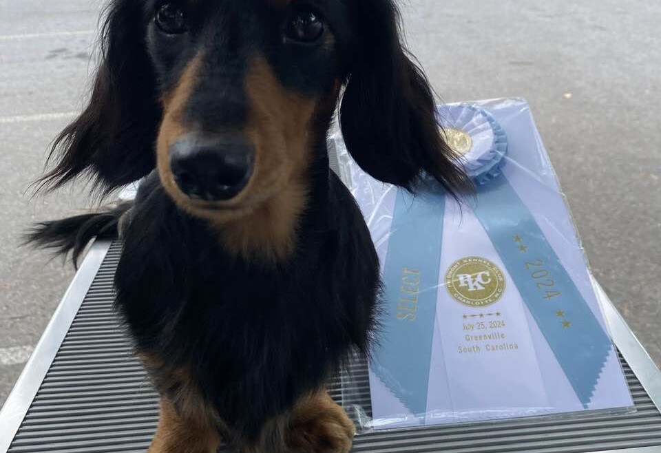 5-point GCH Major in Greenville, SC for Gussie!