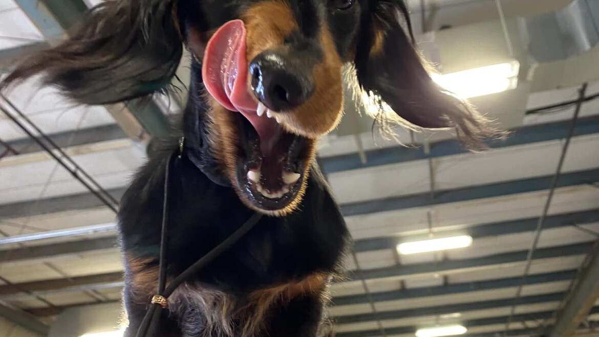 Lawrenceville, GA Wins for Gus