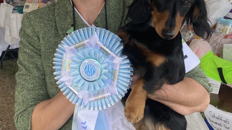 Gussie Goes Select in Brooksville at the FGCDC Specialty — AGAIN!