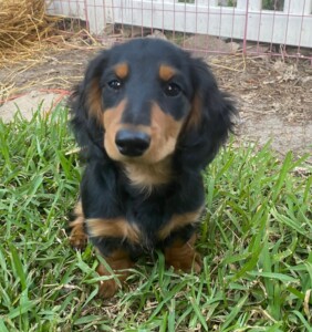 Archie website