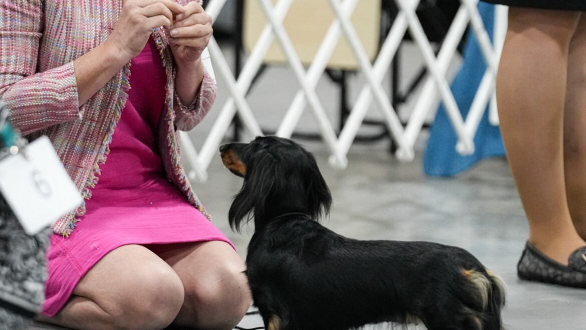 Pip Closes In on Her GCH!